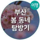 부산 봄 동네 탐방기/벚꽃 명소/벚꽃 구경/추천 동네/주말 나들이/가족여행/STM