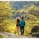 산수유꽃길민박 네이버블로그