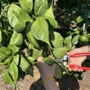 쉼터농장 | 이른 시기 청귤 매력 만끽! 체험한 만큼만 구매하는 합리적인 쉼터체험농장 (찐 서귀포감귤체험)