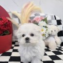 가온펫(안심분양센터) 이미지