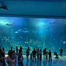 플러스고속관광㈜ | 제주도 성산 아쿠아플라넷 후기 비오는 날 제주 가볼만한 곳