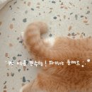 [고양이쿨매트]파미야쿨매트 솔직후기