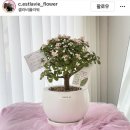 셀라비플라워 이미지