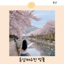 해수천 | 부산 벚꽃명소 추천 영도 벚꽃길 동삼해수천 실시간 개화현황