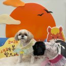 두르밍 | 평택애견샵 평택에서 만난 특별한 미용 경험 후기