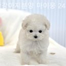 부산강아지분양 마이뭉 24시 이미지