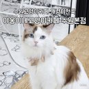 금곡로 | 수원고양이카페 야옹이네고양이카페 수원본점 개냥이천국 힐링 받고 온 후기