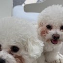 프시트 이미지