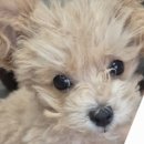 코지펫살롱 이미지