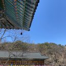 압구정 가담 누룽지탕수육, 사당 돌멍게, 관악산 코스, 신림고모네 육회비빔밥