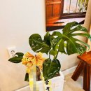 신월동130 이미지