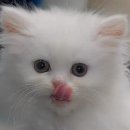 시방