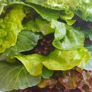 토담우렁쌈밥 이미지