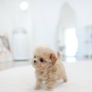 여주켄넬 이미지