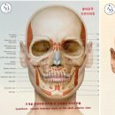 필라테스 본(BONE) 이미지