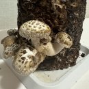 송암2농장 이미지