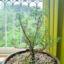 로즈마리 스머지스틱 만들기 이미지