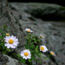 삽주 이미지