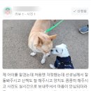댕댕타임 이미지