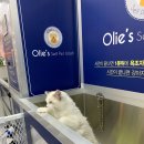 올리스 방이점 이미지