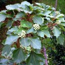 구기자 약초시장 | 🌿 진도 기행🚨 진도의 3대 명품 약초 공개｜혈관·관절·면역에 돈 되는 이유