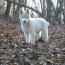 카리스마 이미지