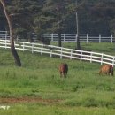 초원목장B 이미지