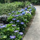 제주도작은집 작은별 이미지