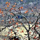 순천-72호 이미지