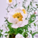 로단테(Rhodanthe) 이미지