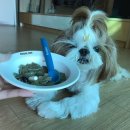 한국영양전문동물병원 이미지