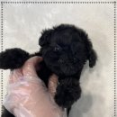 블리독수유점 고양이강아지분양 말티푸 미니비숑 포메라니안 | 부산강아지분양 헬스독 애견입양 말티푸들포메라니안미니비숑 나의 동반자 부산 강아지분양