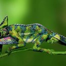 카멜레온 이미지