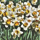 빛(꽃)의정원 이미지