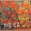 지리산 단풍비 Daum카페