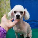 파주애견미용센터 이미지