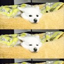 모니 Daum카페
