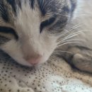 삼멍삼냥 이미지