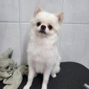 몽리케 네이버블로그