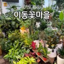 이동꽃마을 이미지