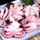 [해슐랭] 봄날 서해 별미, 주꾸미 로드 이미지