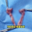 닥터호오 동물병원 | 마포 닥터호오 동물병원, 8개월 말티푸 1.5cm 최소절개 중성화수술