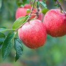 영주연합농협미곡처리장 이미지