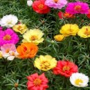 ﻿오늘의탄생화-(7월18일) 🌸 이끼 장미(Moss Rose), 채송화,대명화,띠꽃 이미지