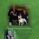 단디프렌치 이미지