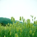 죽장면 참느리 이미지