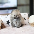 복슬 강아지 이미지