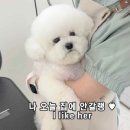 마릴린펫 이미지