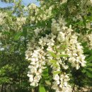 낭성산성 이미지