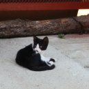 못말리는 고양이 이미지